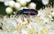 Пчеложук иркутский Trichodes ircutensis (Laxmann, 1770)