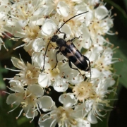 Юдолия хвойная Judolia sexmaculata (Linnaeus, 1758)