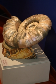 Некий текст