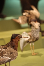 Некий текст