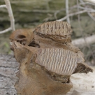 Фрагмент черепа шерстистого мамонта.